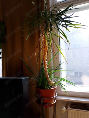 Stechpalme mit 2 Abl Dregern 