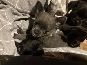 Reinrassige Chihuahua Welpen 2 Männchen 2 Weibchen 