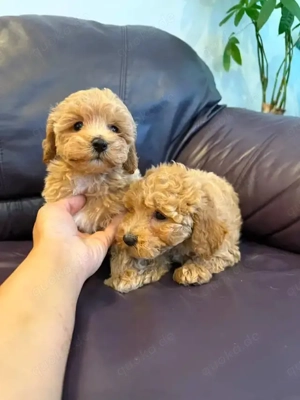 Wunderschöne Maltipoo-Welpen