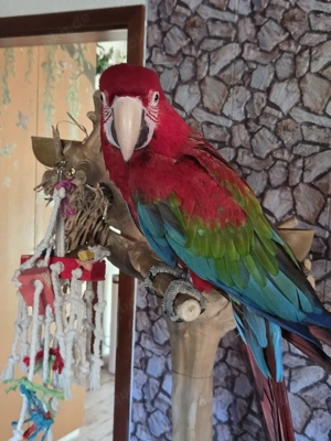 Grünflügelara Dunkelroter Ara von 25 super zahm 