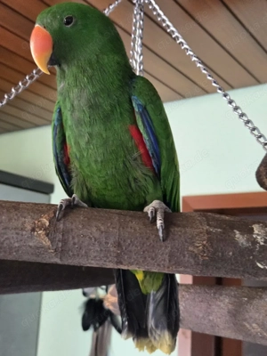 Molukken Edelpapagei Baby von 25 zahm 