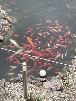 100 Goldfische zu verschenken