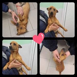 Mogli, kleiner Pinscher Rüde 