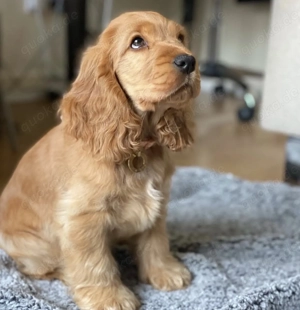 Süsse Cocker Spaniel Welpen!!