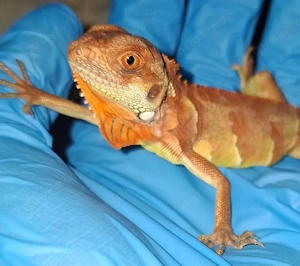  Iguana Hypo red crimson albino 