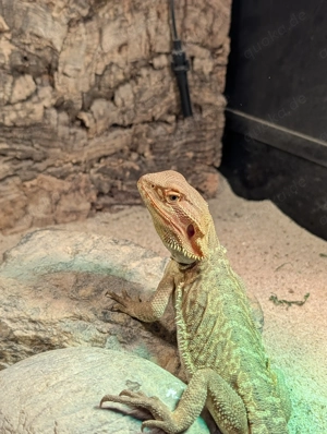Bartagame 7 Monate Männchen 