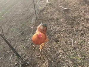 Wunderschöne Zwerg-Wyandotten-Hähne