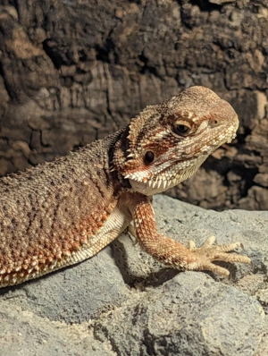 Bartagame 7 Monate Weibchen