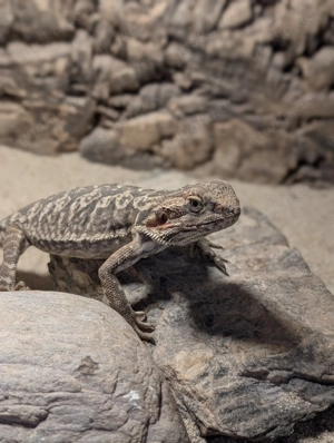 Bartagame 7 Monate Weibchen