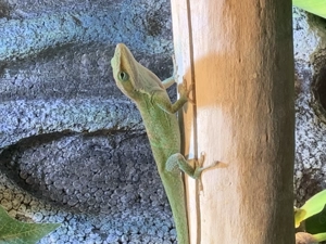 Sehr schönes Rotkehlanolis Zuchtpaar 