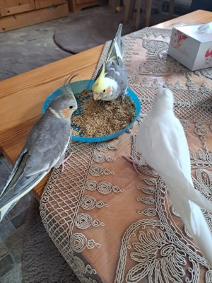 Nymphensittich  2 Pärchen 