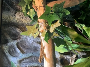 Sehr schönes Rotkehlanolis Zuchtpaar 