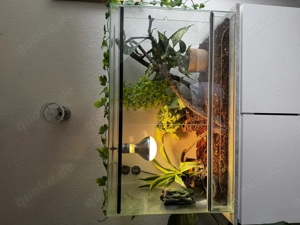 Männliches Jemenchamäleon (8 Monate)