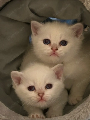 Reinrassige BKH Kitten mit Stammbaum