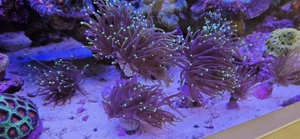 Euphyllia glabrescens Dragonsoul 