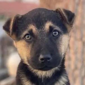 Heidi (RESERVIERT), geb. ca. 12 2025, lebt in GRIECHENLAND, auf einer privaten Pflegestelle