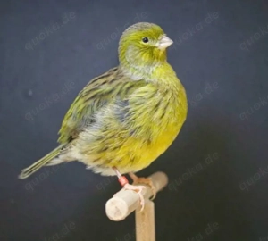 Suche Raza oder Fife Henne 