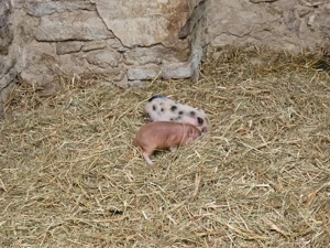 minischweine ferkel mini Pic 