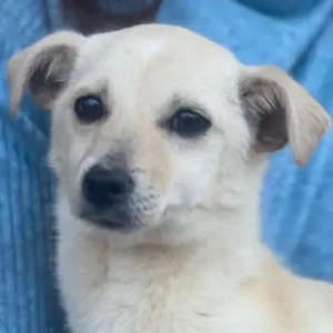 Yessa, geb. ca. 10 2025, lebt in GRIECHENLAND, auf einer privaten Pflegestelle