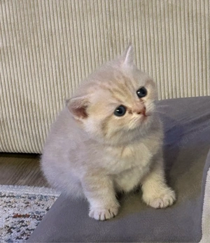 Reinrassige BKH Kitten mit Stammbaum