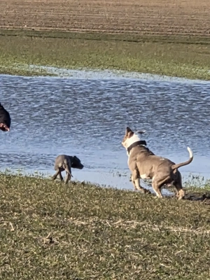 American Bulli Rüde 2,5 Jahre