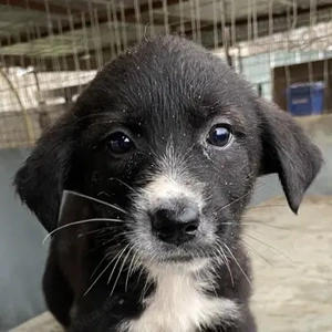 Agápi, geb. ca. 11 2025, lebt in GRIECHENLAND, auf einer privaten Pflegestelle