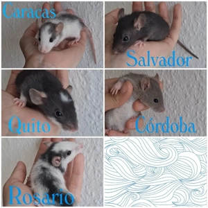 Süße Rattenböckchen suschen bald Kuschelzuhause