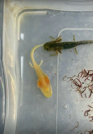 Jungtiere 10cm Pink und Gold 