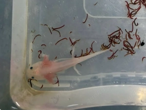 Demnächst Jungtiere 10cm Pink und Gold 