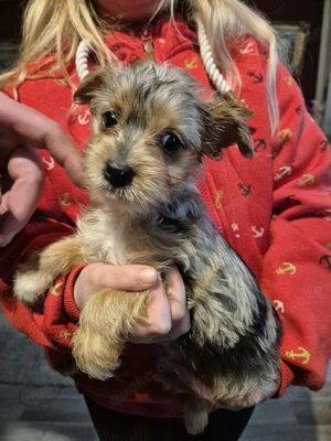 Im Auftrag suchen zuckersüße Yorkshire Terrier Welpen