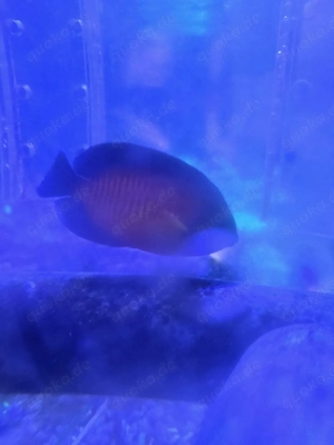 Centropyge Bispinosa Männchen; Meerwasser Fisch