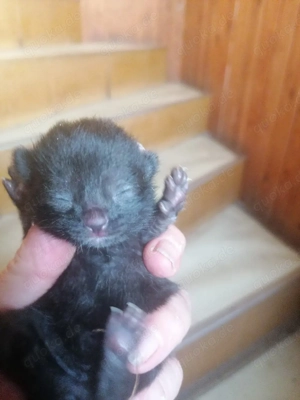 Kleine Cleo sucht ein neues Zuhause 