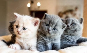 Wunderschöne Britisch Kurzhaar Kätzchen in liebevolle Hände abzugeben