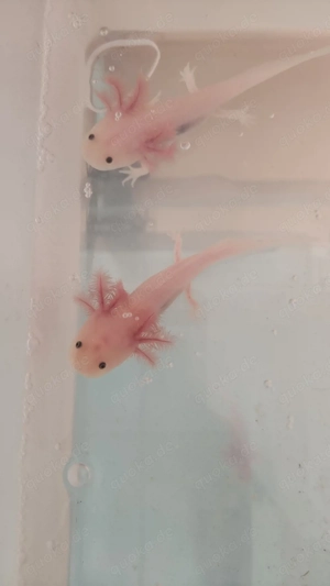 Axolotl  Jungtiere