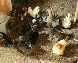 Bruteier von Europäischen Serama,  glatt und gestruppt 