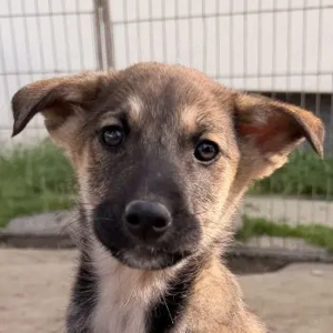 Goudy, geb. ca. 12 25, lebt in GRIECHENLAND, auf einer privaten Pflegestelle