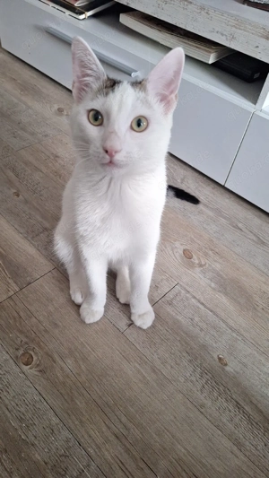 frecher Simba sucht Dosenöffner