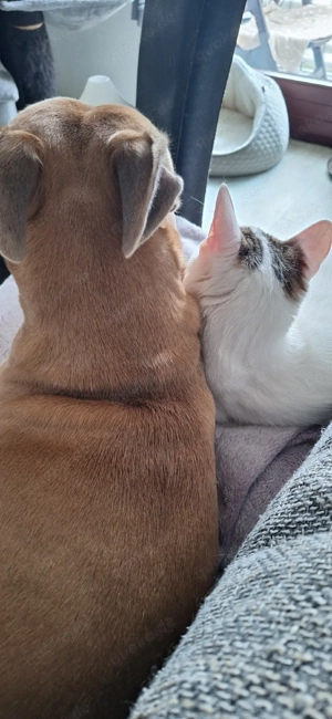 frecher Simba sucht Dosenöffner