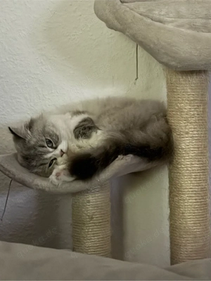 british langhaar zu verkaufen 