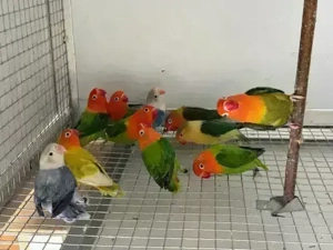 Pfirsichköpfchen, Agapornis fischeri, Unzertrennliche mit DNA