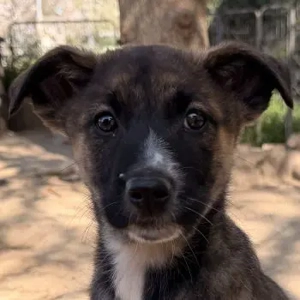 Corbel, geb. ca. 12 25, lebt in GRIECHENLAND, auf einer privaten Pflegestelle