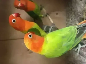 Pfirsichköpfchen, Agapornis fischeri, Unzertrennliche mit DNA