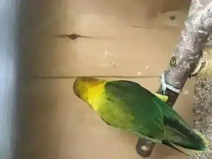 Pfirsichköpfchen, Agapornis fischeri, Unzertrennliche mit DNA Bild 3