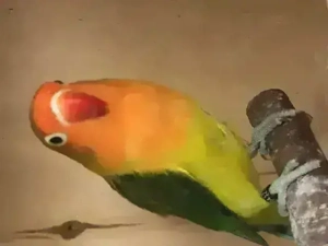 Pfirsichköpfchen, Agapornis fischeri, Unzertrennliche mit DNA Bild 4
