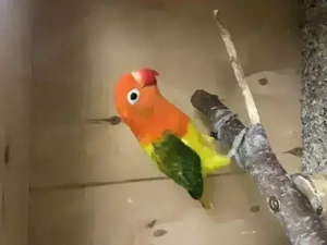Pfirsichköpfchen, Agapornis fischeri, Unzertrennliche mit DNA Bild 2