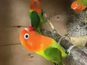Pfirsichköpfchen, Agapornis fischeri, Unzertrennliche mit DNA Bild 6