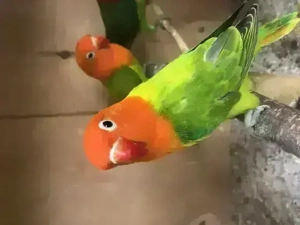 Pfirsichköpfchen, Agapornis fischeri, Unzertrennliche mit DNA Bild 8