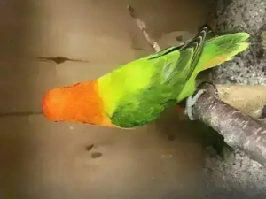 Pfirsichköpfchen, Agapornis fischeri, Unzertrennliche mit DNA Bild 5