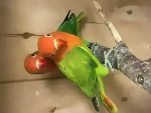Pfirsichköpfchen, Agapornis fischeri, Unzertrennliche mit DNA Bild 7