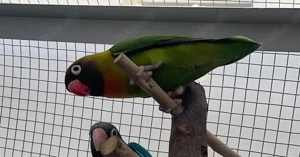 Rußköpfchen Hahn mit DNA Test